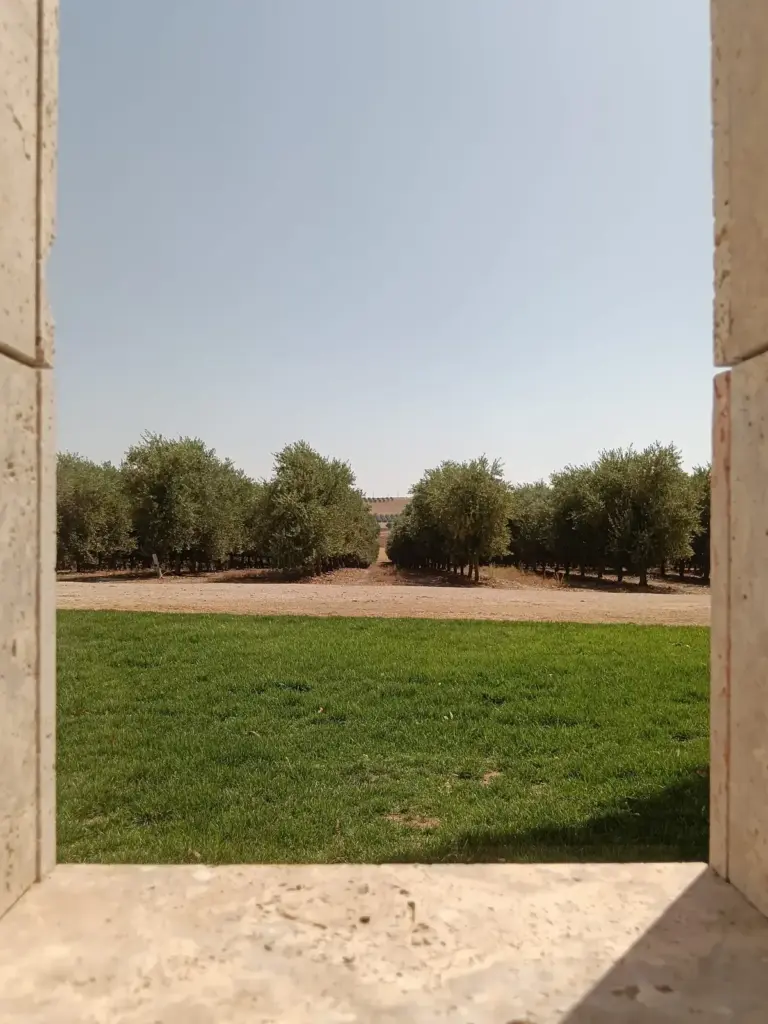 Olivar de Pagos de Aherca en la Ribera del Jabalón visto desde la sala de catas, Valdepeñas