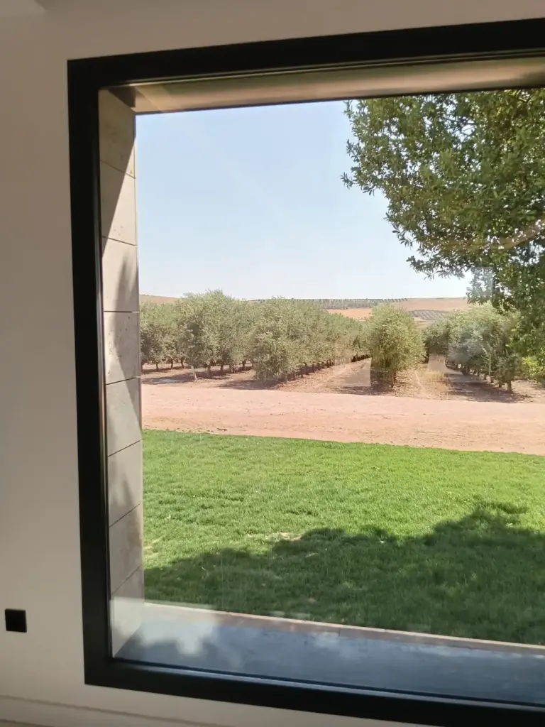 Vista del olivar de la Ribera del Jabalón desde el ventanal de la sala de catas de Pagos de Aherca